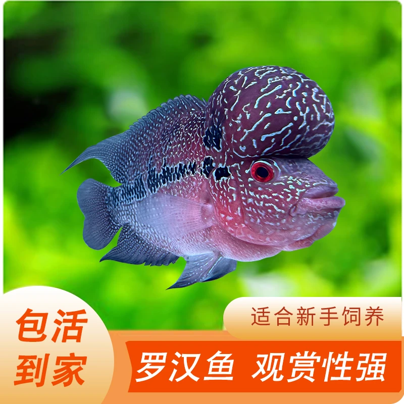 罗汉鱼活体起头大苗鸿运观赏鱼好养活招财马亚成火凤凰