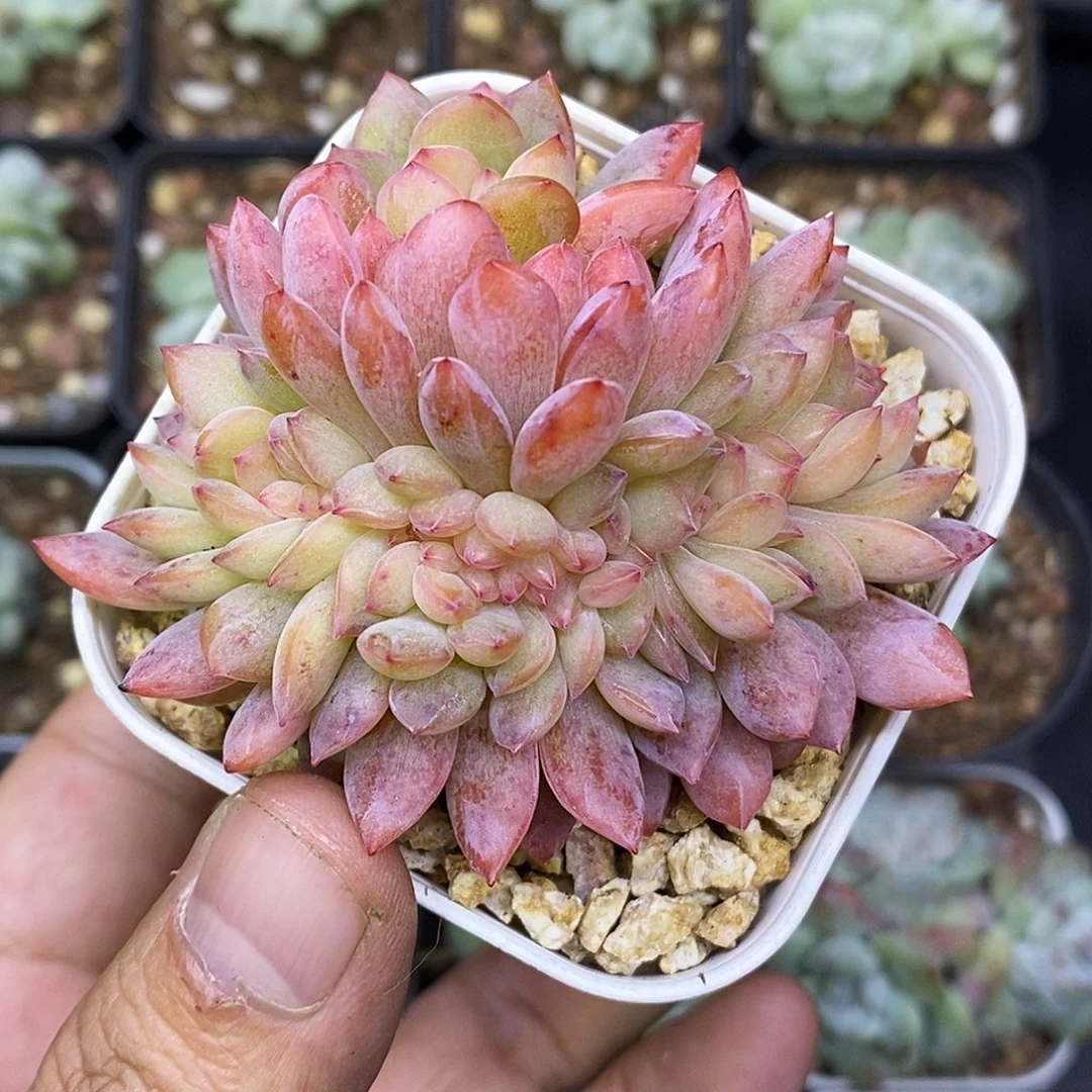 韩版全明星缀化多肉植物
