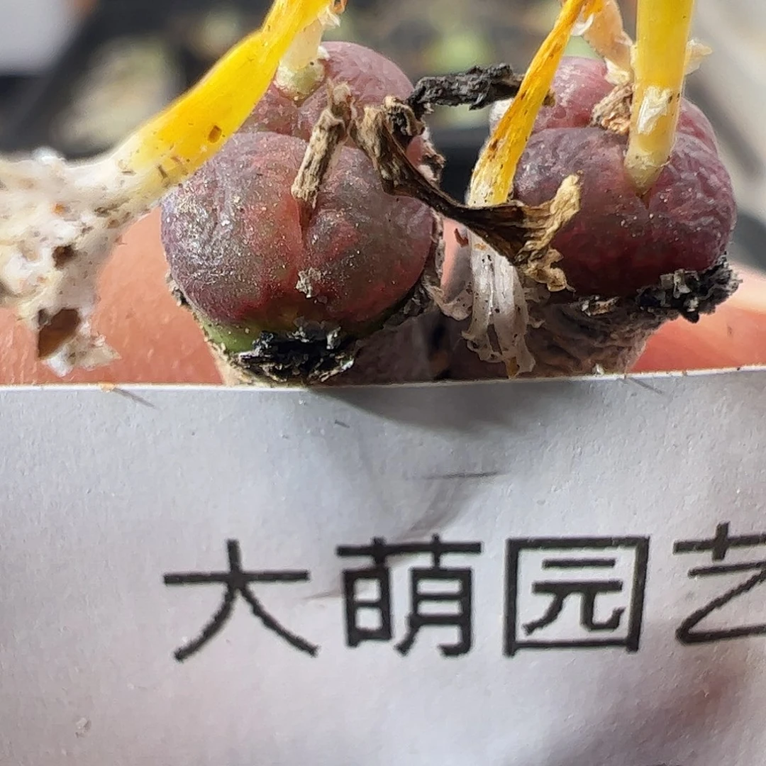 一物一拍。      92