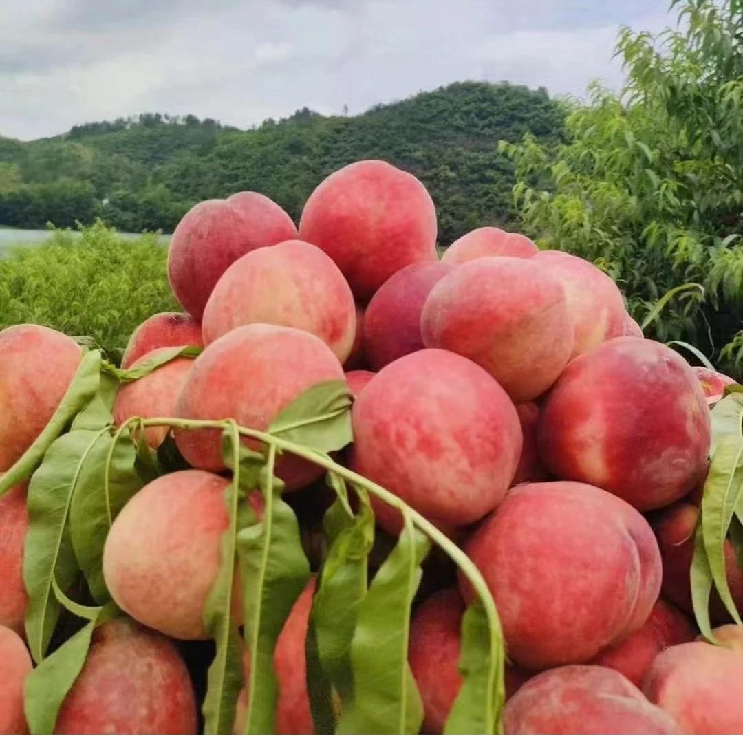 高山脆蜜桃湖南澧县本地产地直发新鲜脆密桃应季水果产现摘现发