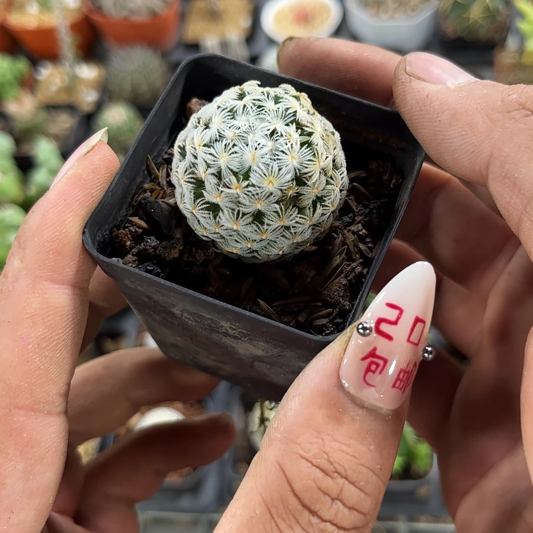 杜威娜娜单头发货有根