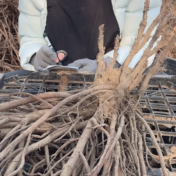 完全开放牡丹花开