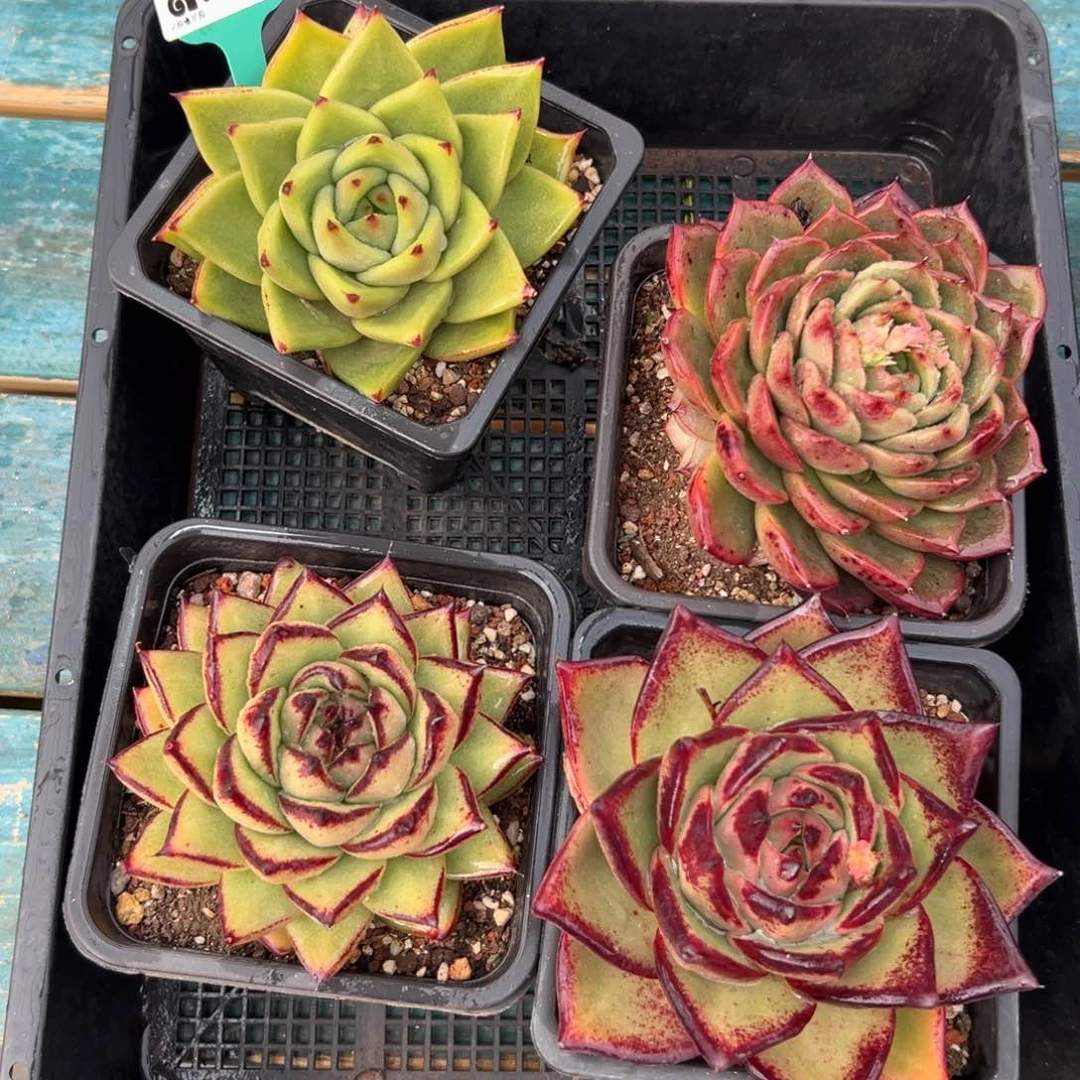 多肉一物一拍编号0119-120