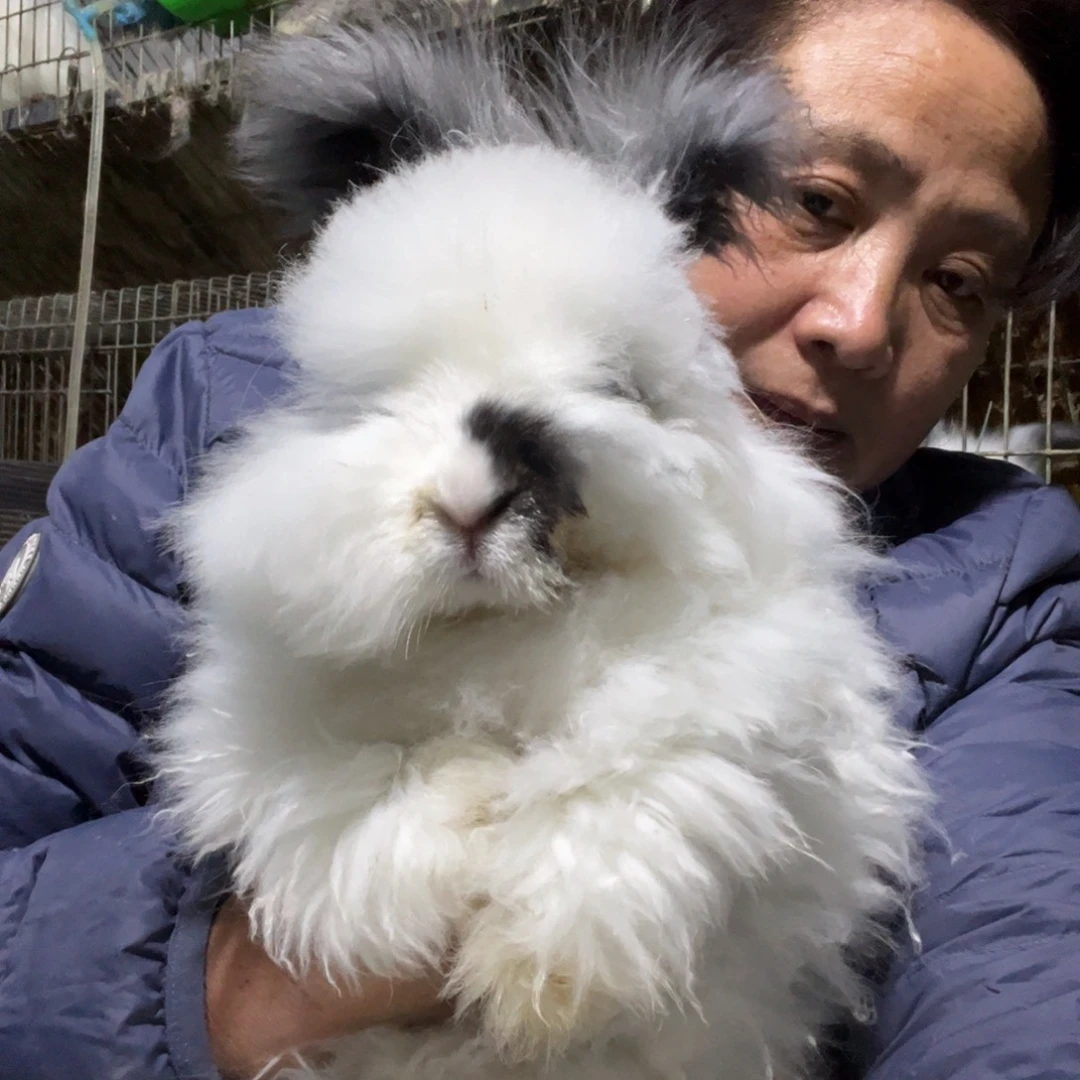 英系安哥拉宠物兔