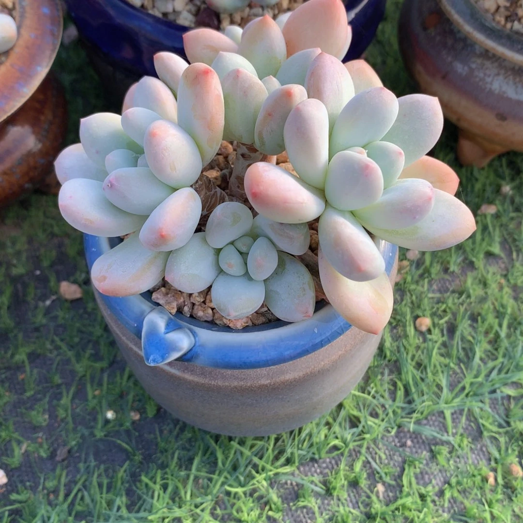 五头香水带盆发货一物一拍
