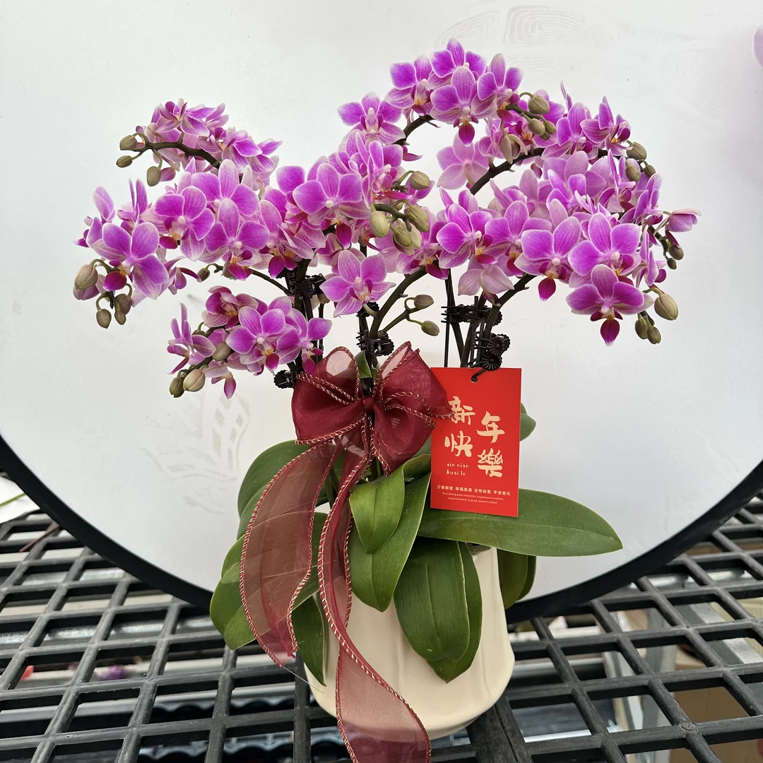 【香格里拉】蝴蝶兰盆栽花卉观花植物室内四季开花