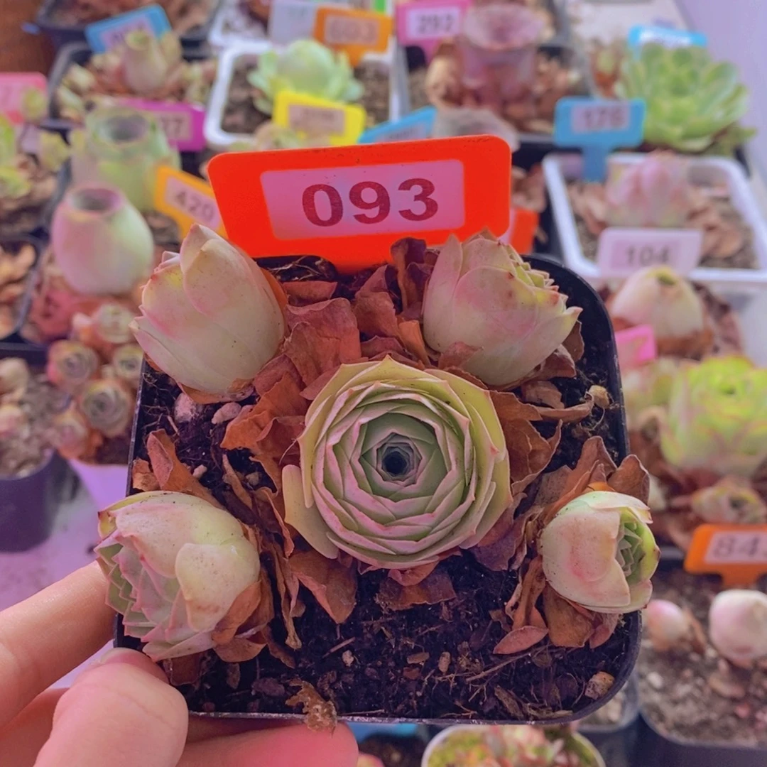 山地玫瑰一物一拍紫娃娃093