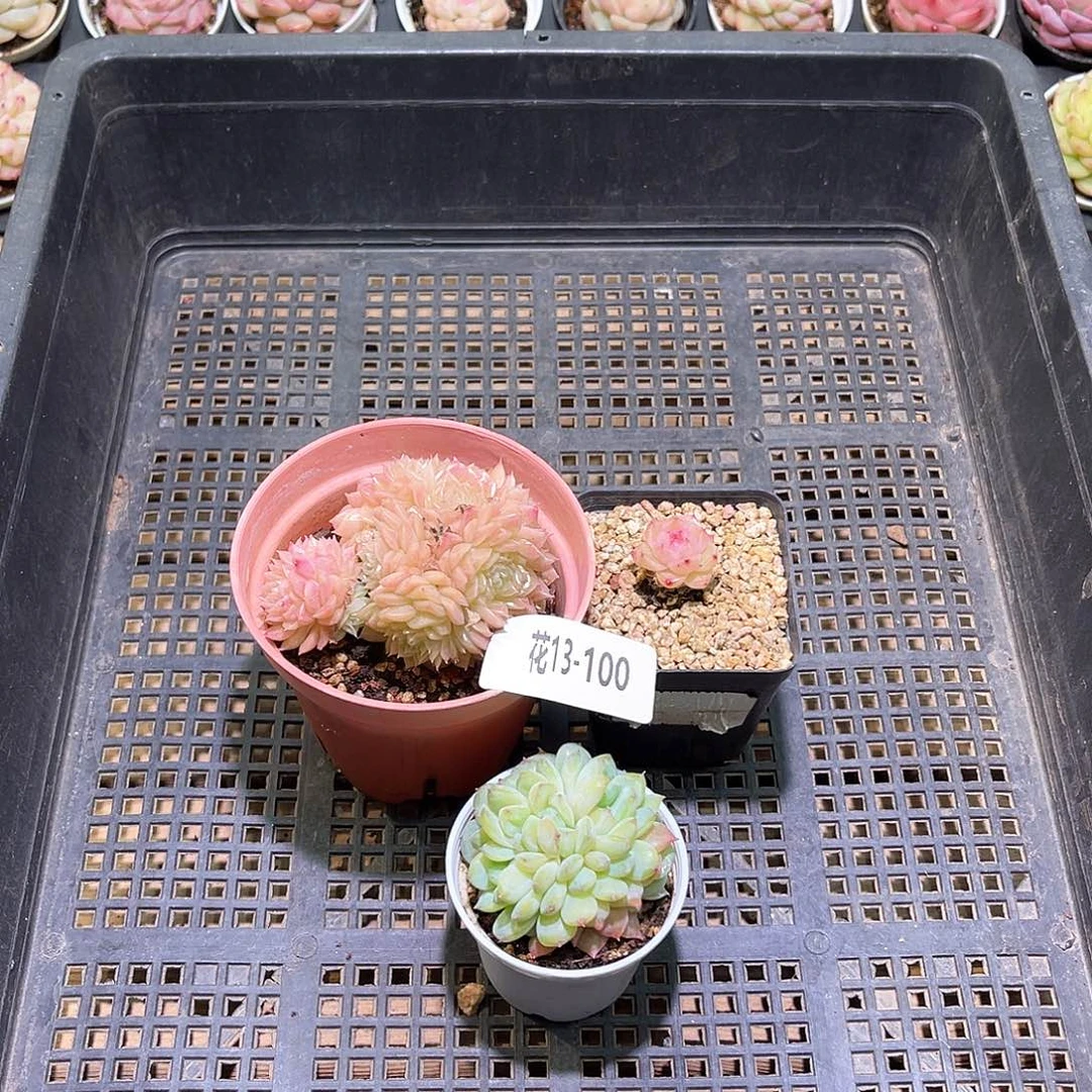 花利美13-100框拍3颗