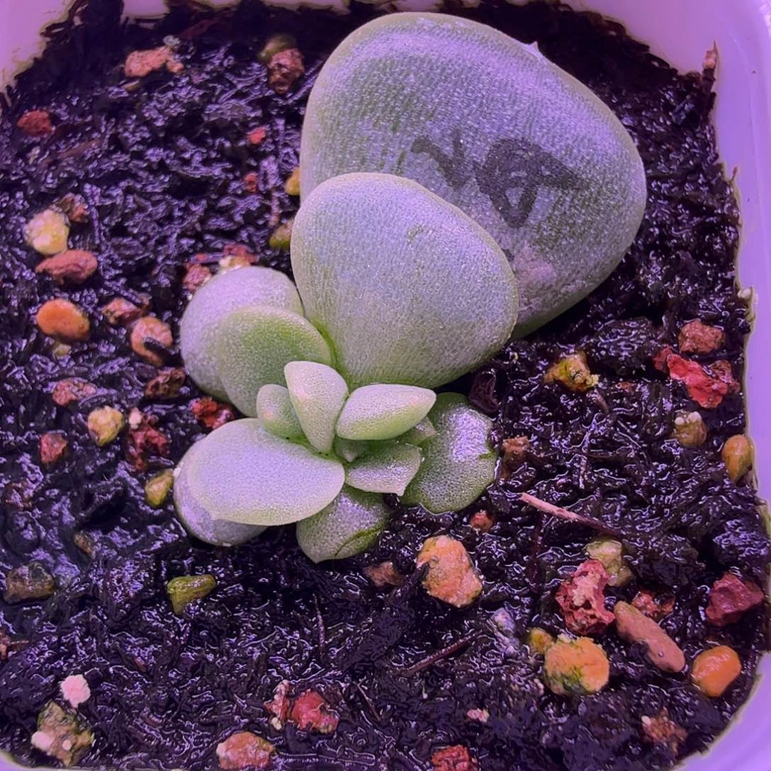 青梅叶插苗一物一拍