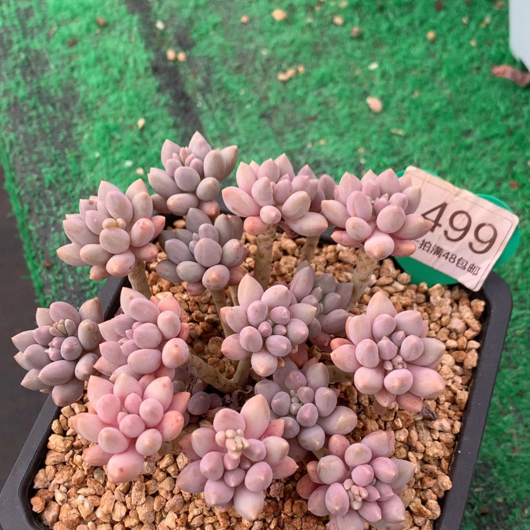 星黛露老桩平头1499