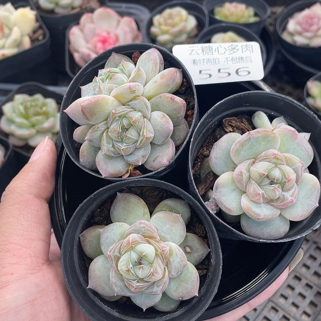 云糖心多肉植物556