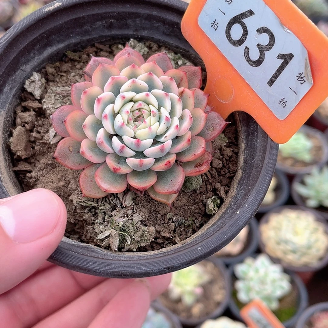 姬莲锦631号多肉植物