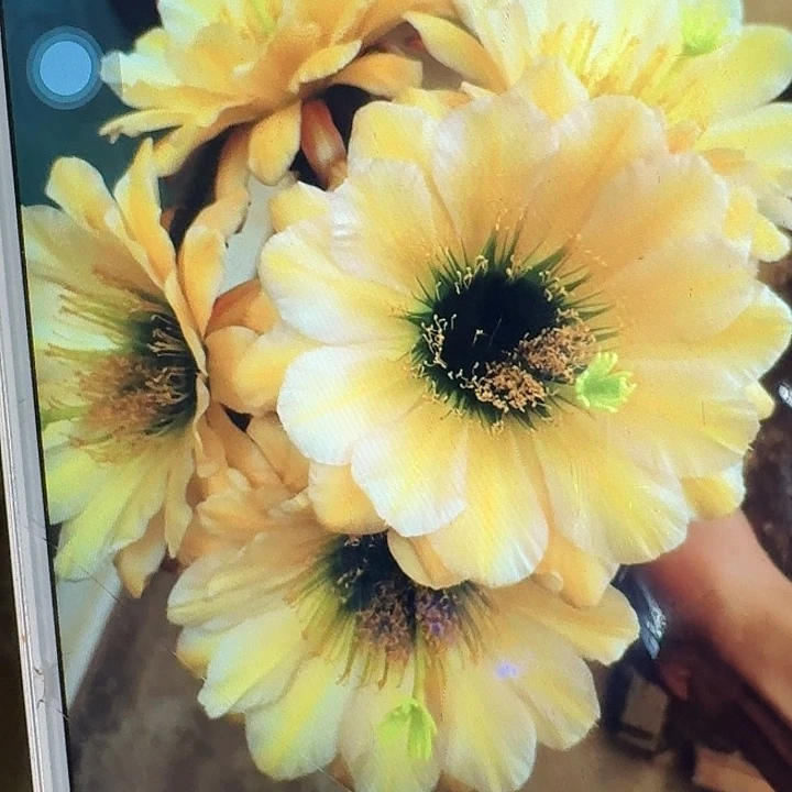 绿眼睛侧芽5公分左右毛花柱（20包邮）