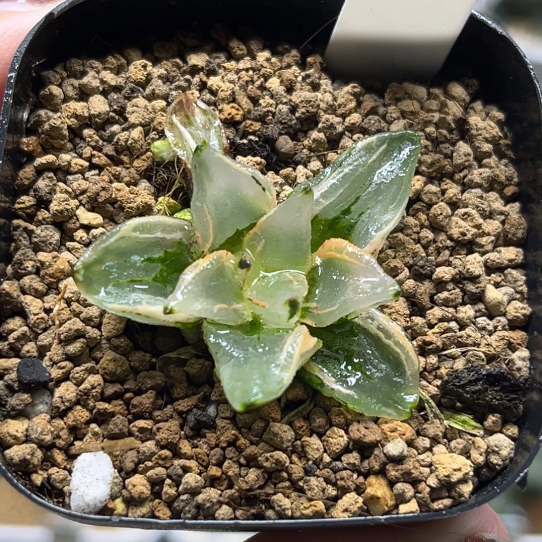 65变异西瓜寿锦福利专场