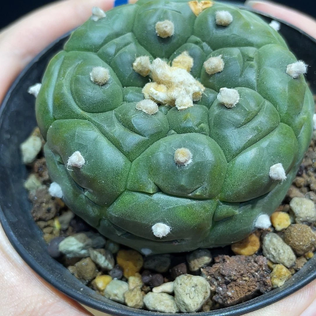 47号6cm实生足球纹格子龟甲兜