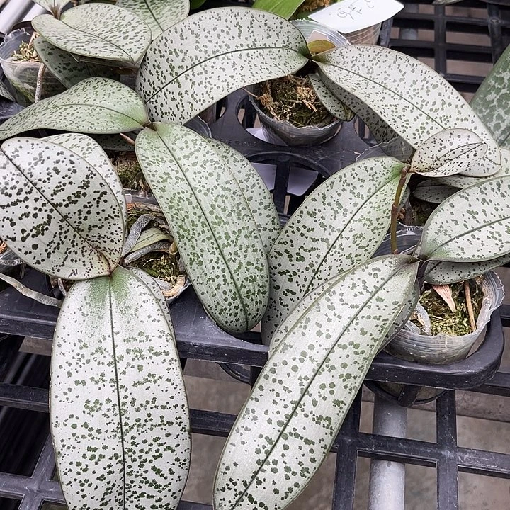 大部分开放少量花苞至尊柳叶银叶西