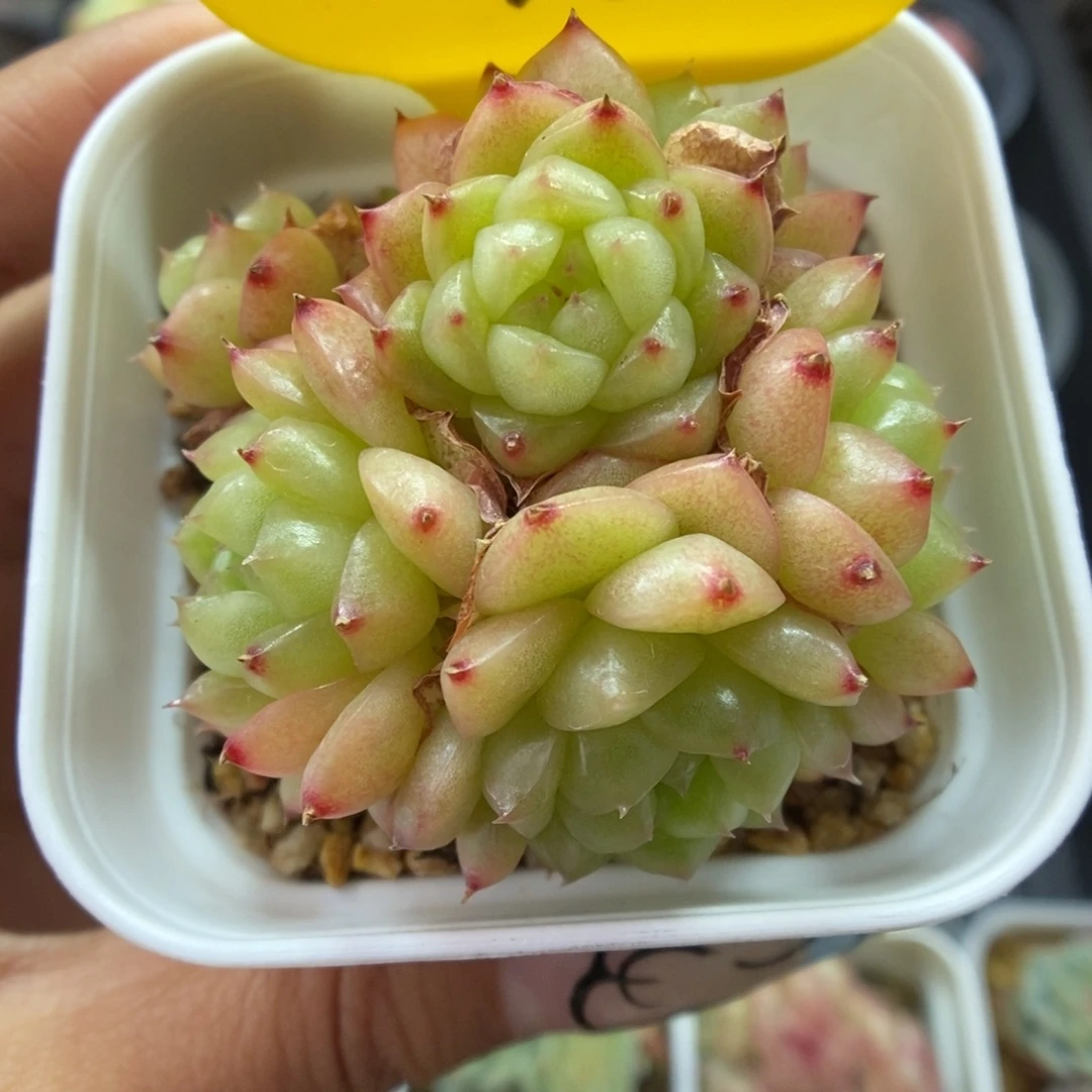灯泡珍妮群生4755号。
