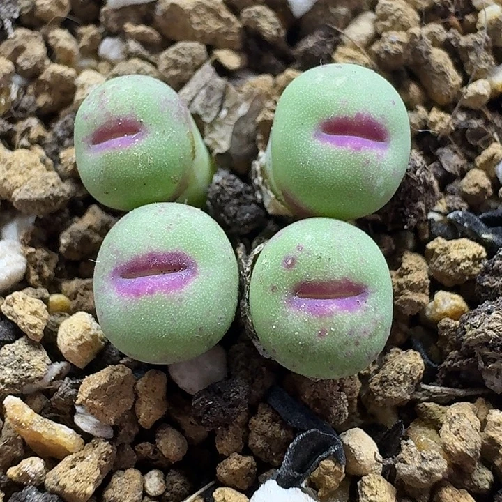 老马生石花p嘴1030