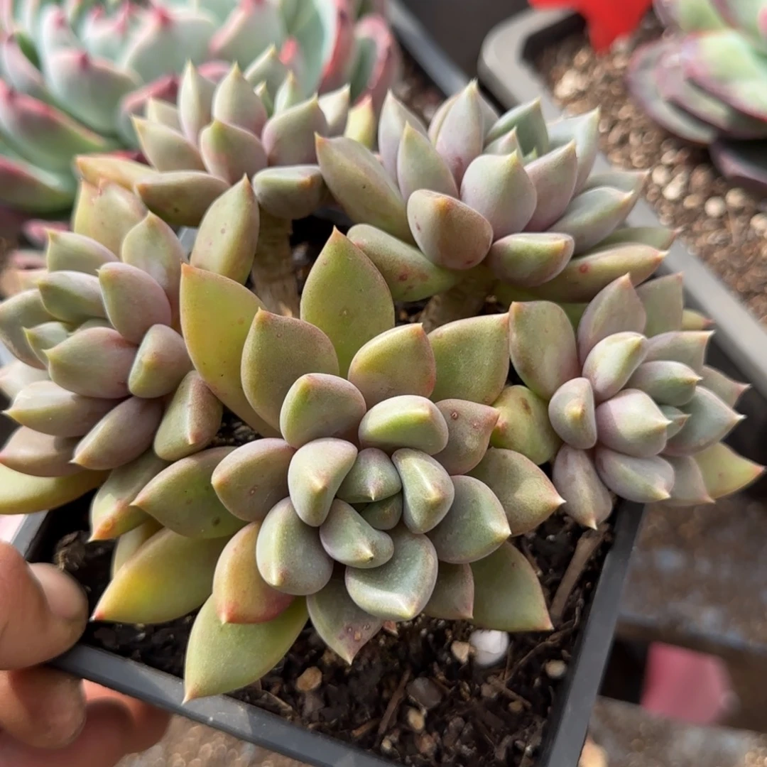 红象牙一物一拍包装收缩花旱