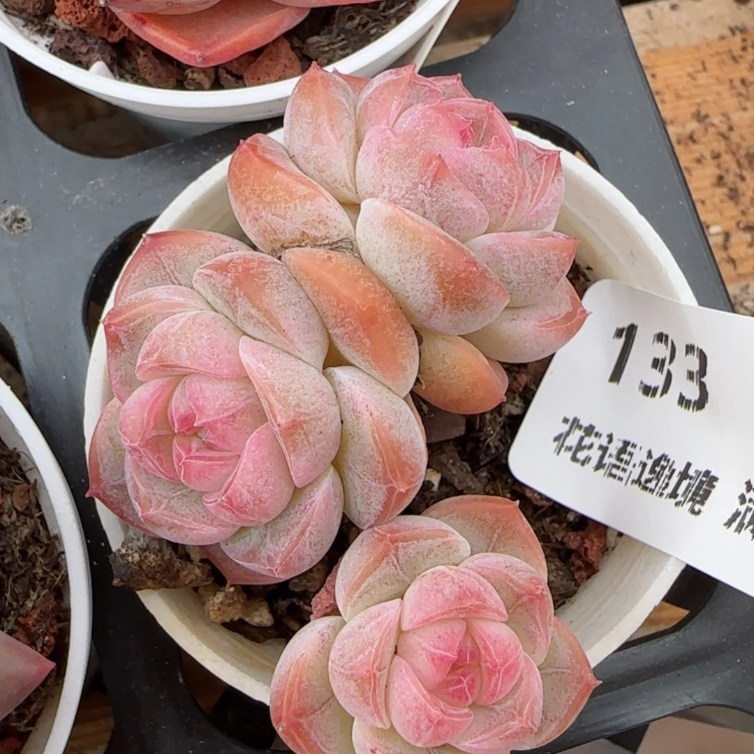花语逸境0220-133