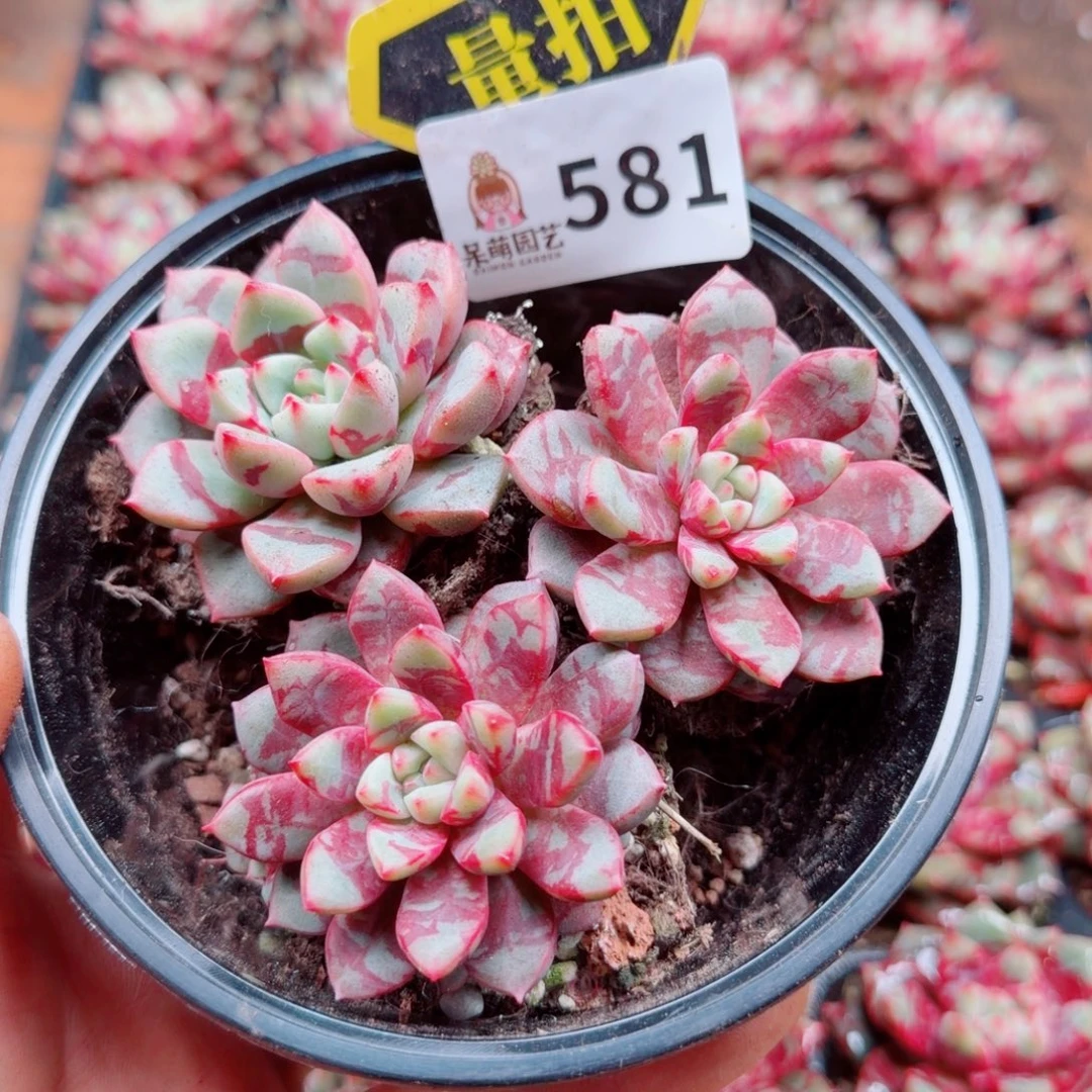 多肉植物多肉植物