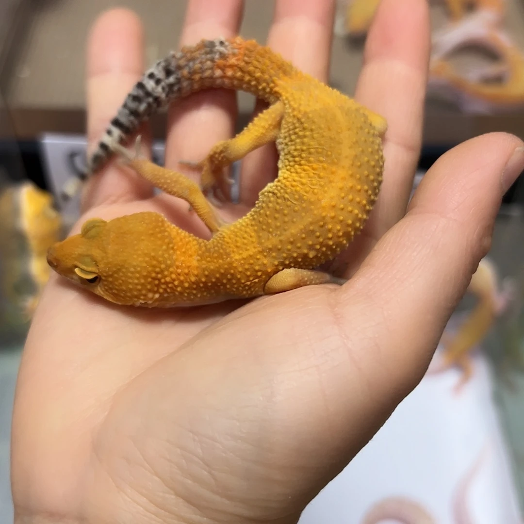 豹纹守宫豹纹守宫