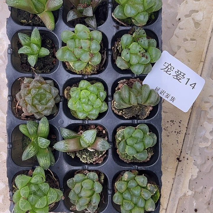 直播福利一物一拍14