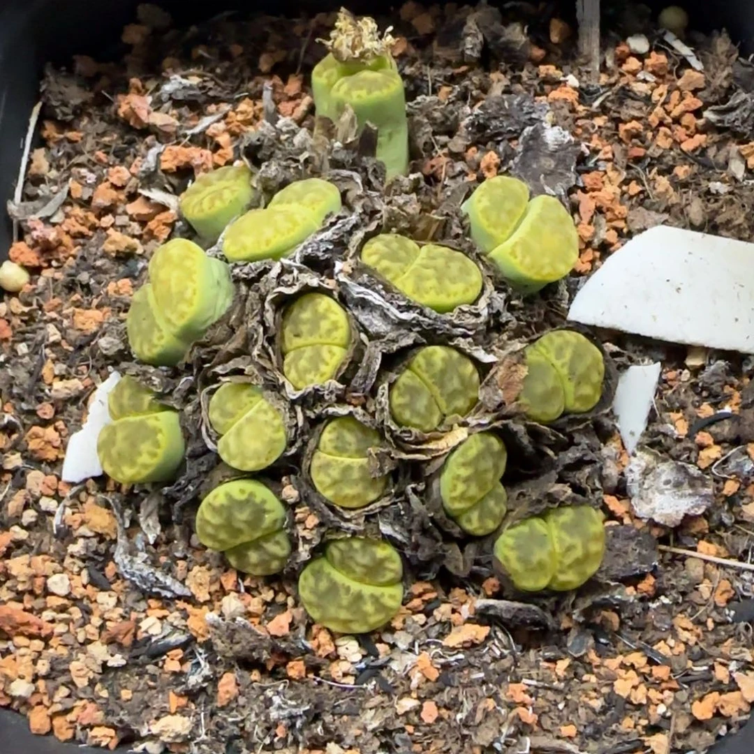 820 生石花大棚直播
