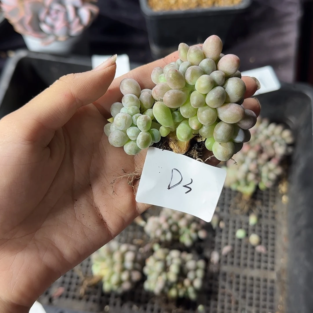 子***陌汤圆缀化一物一拍D3