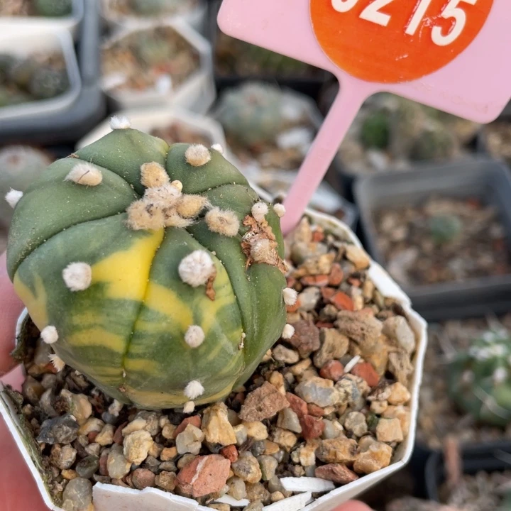 慵***鱼实生仙人球02150000