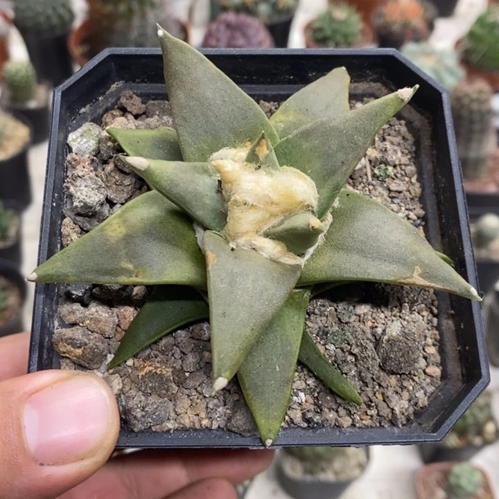 大号岩牡丹特价福利