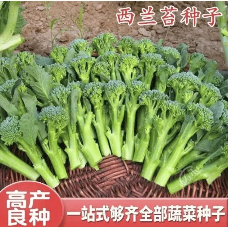 【西兰苔种子】正品西兰菜苔种子西兰花菜苔四季种植农家蔬菜种子