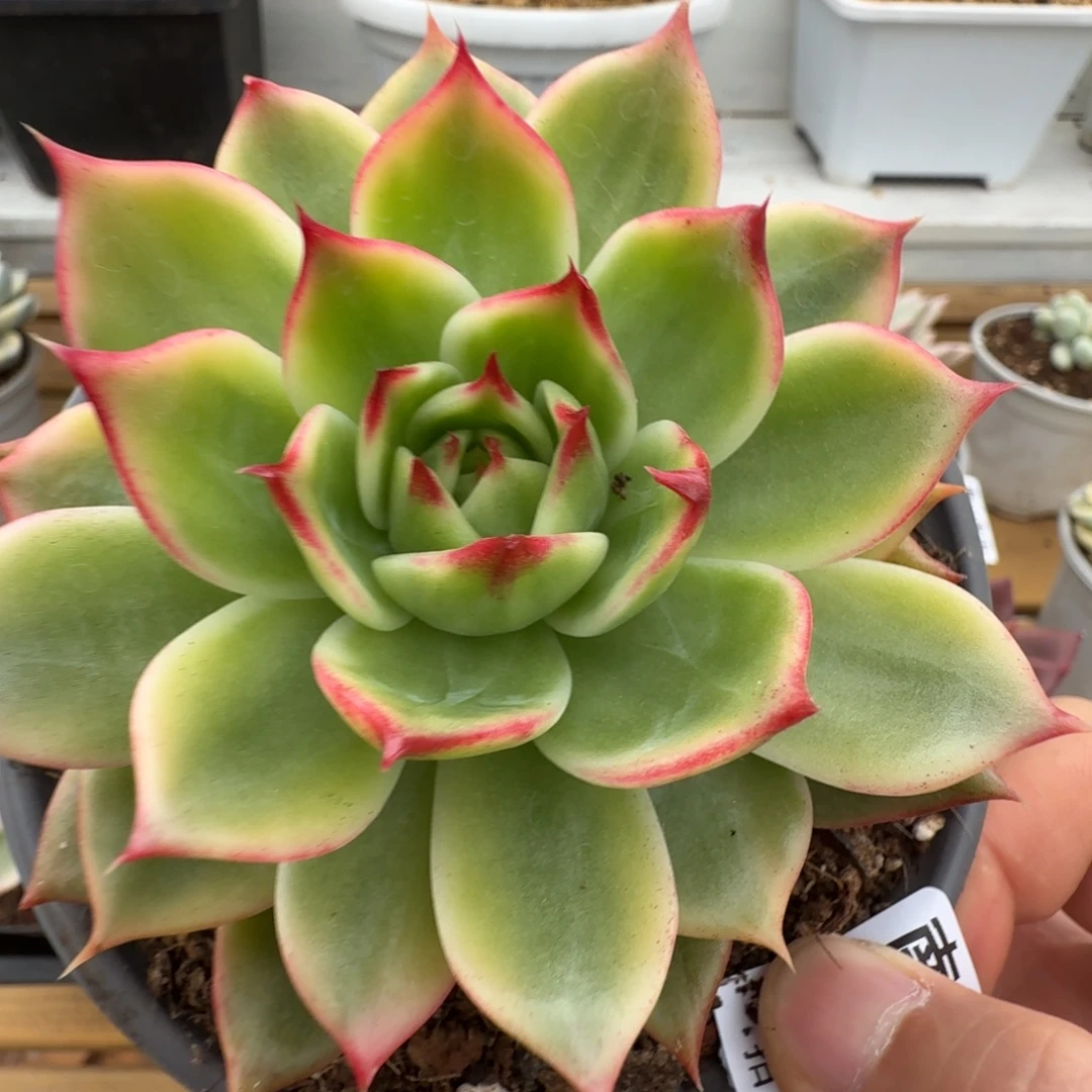 桃花锦1111110-183