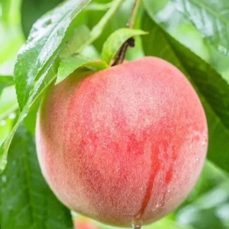 阳山水蜜桃带箱6-6.5斤左右四川省