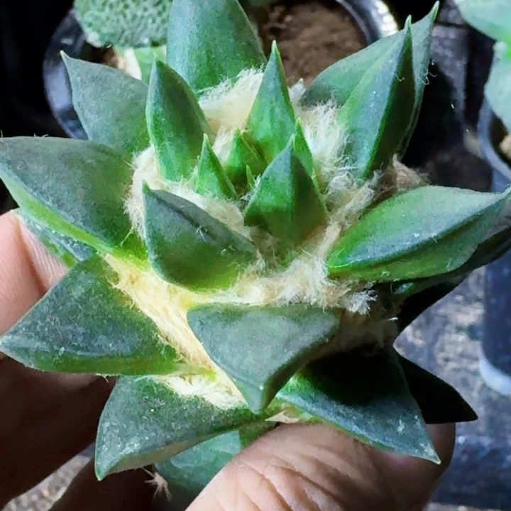 无花朵苗接龙牙043