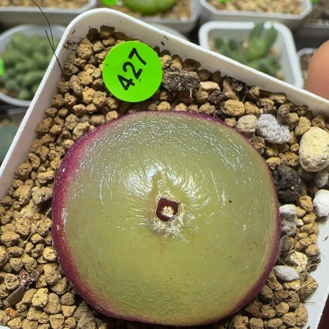 灯泡3.6+瑕疵多肉植物427