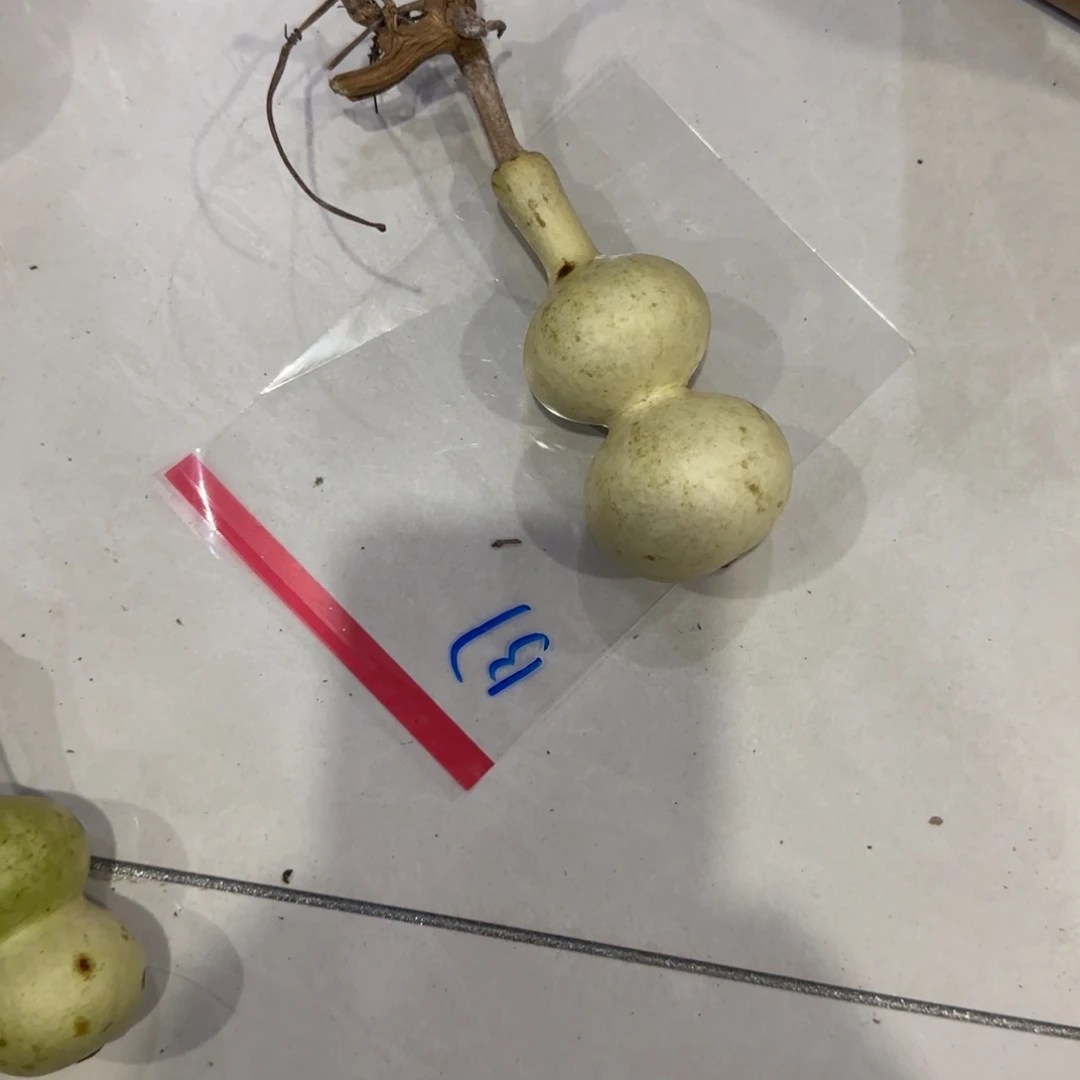 绚***淡青皮菠萝的做法是将土豆