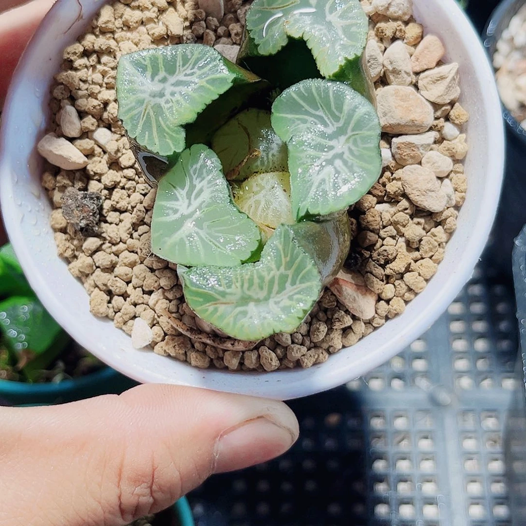 花菱万象新手好养