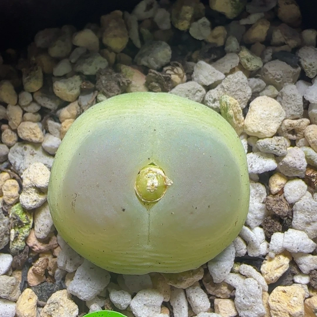 拉登2.4漂亮多肉植物683