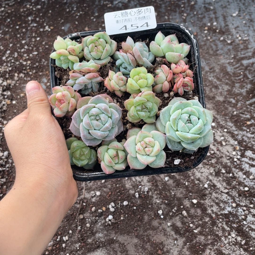 云糖心多肉植物454