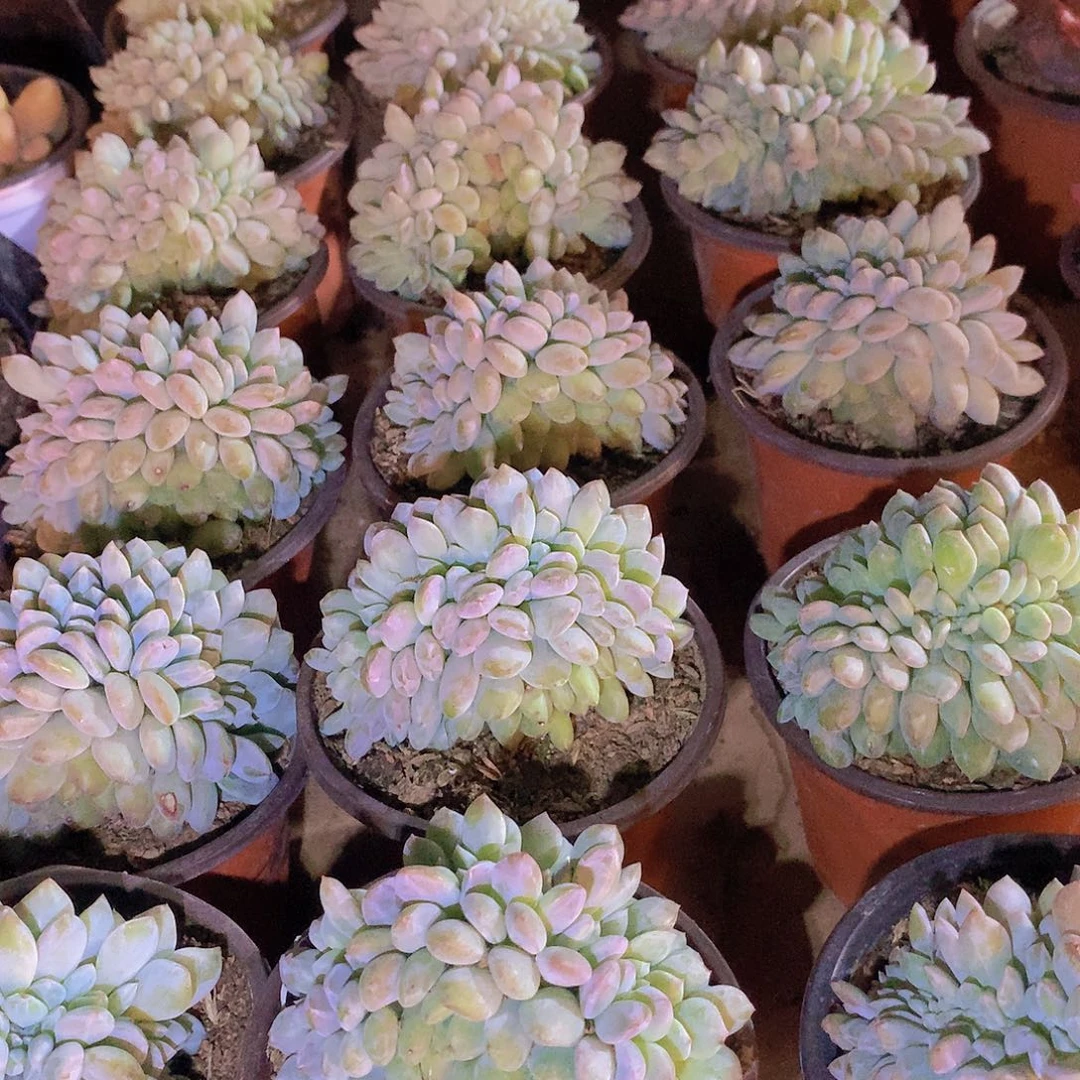 星影缀化3578899000