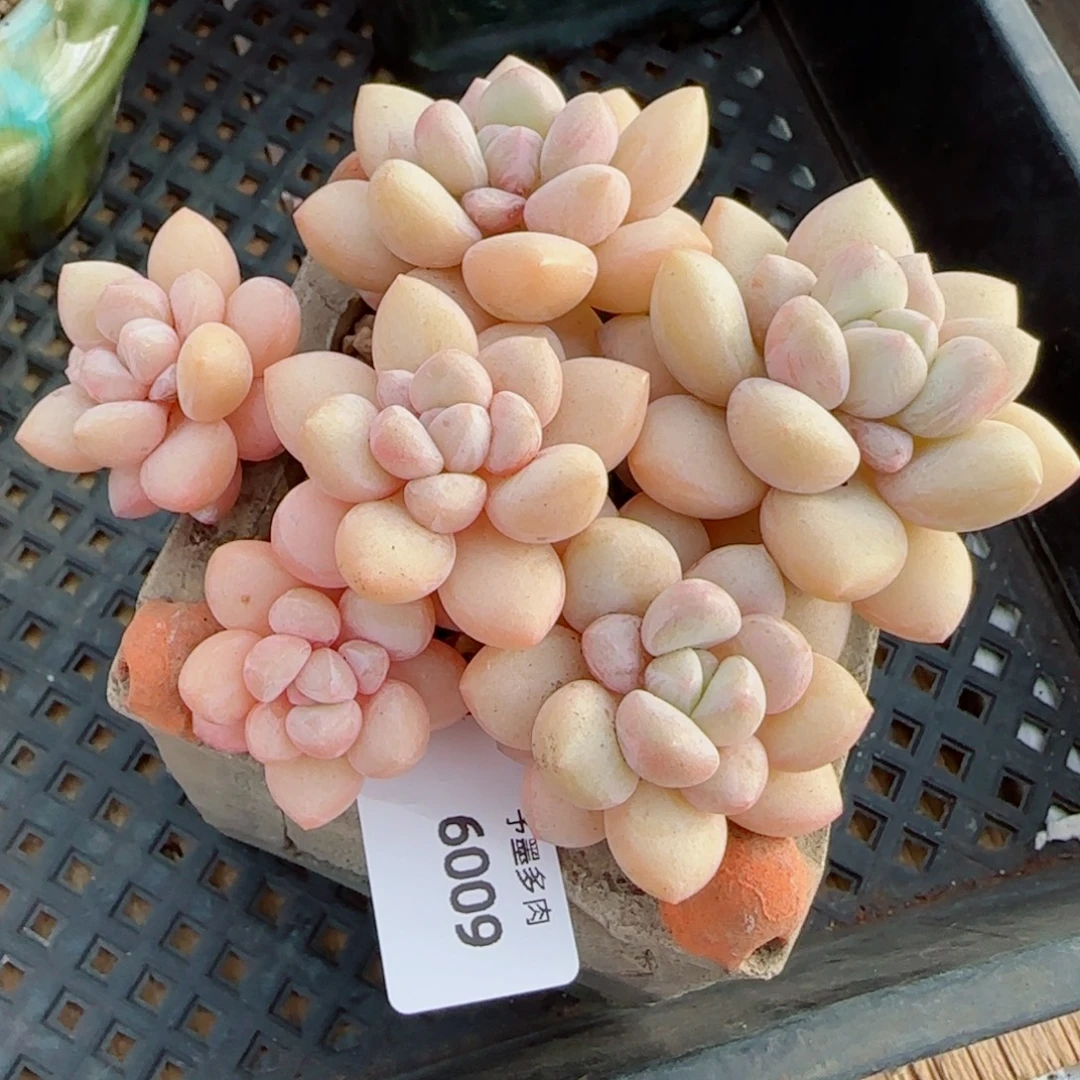 泡泡糖无砍，6009多肉植物