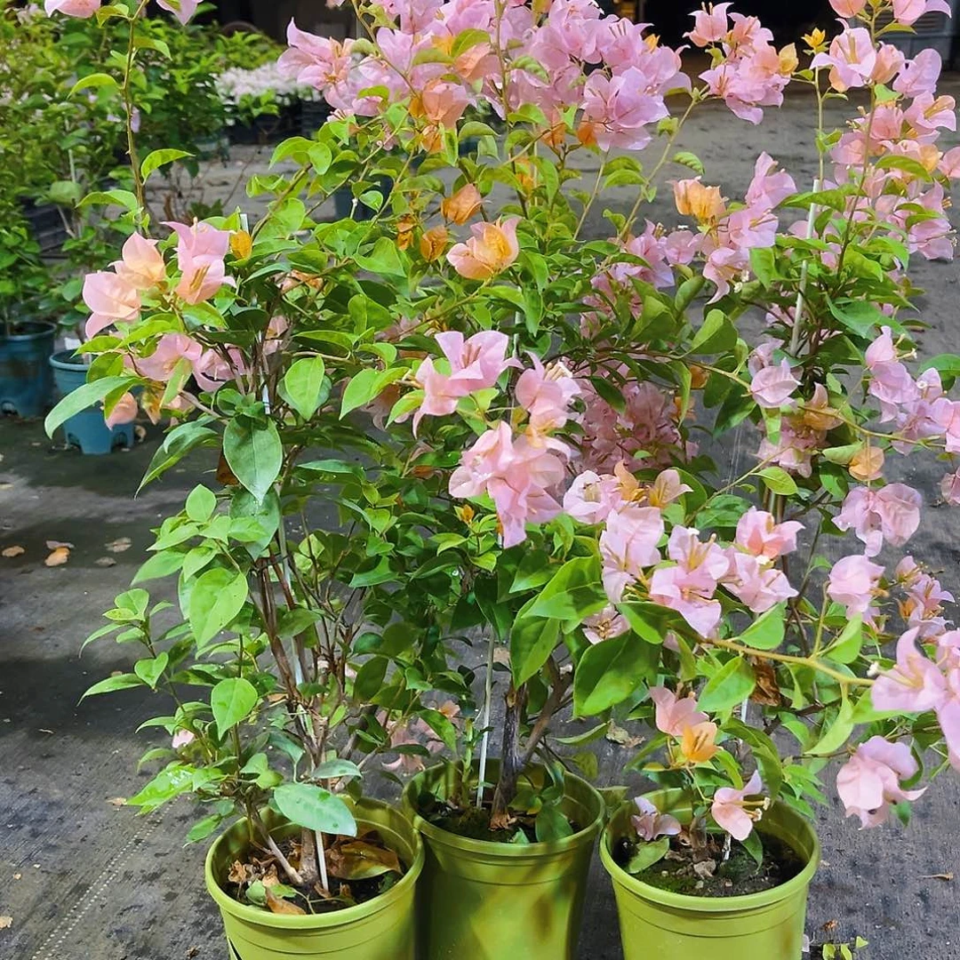 大部分花苞少量开放金发女郎带竹一颗