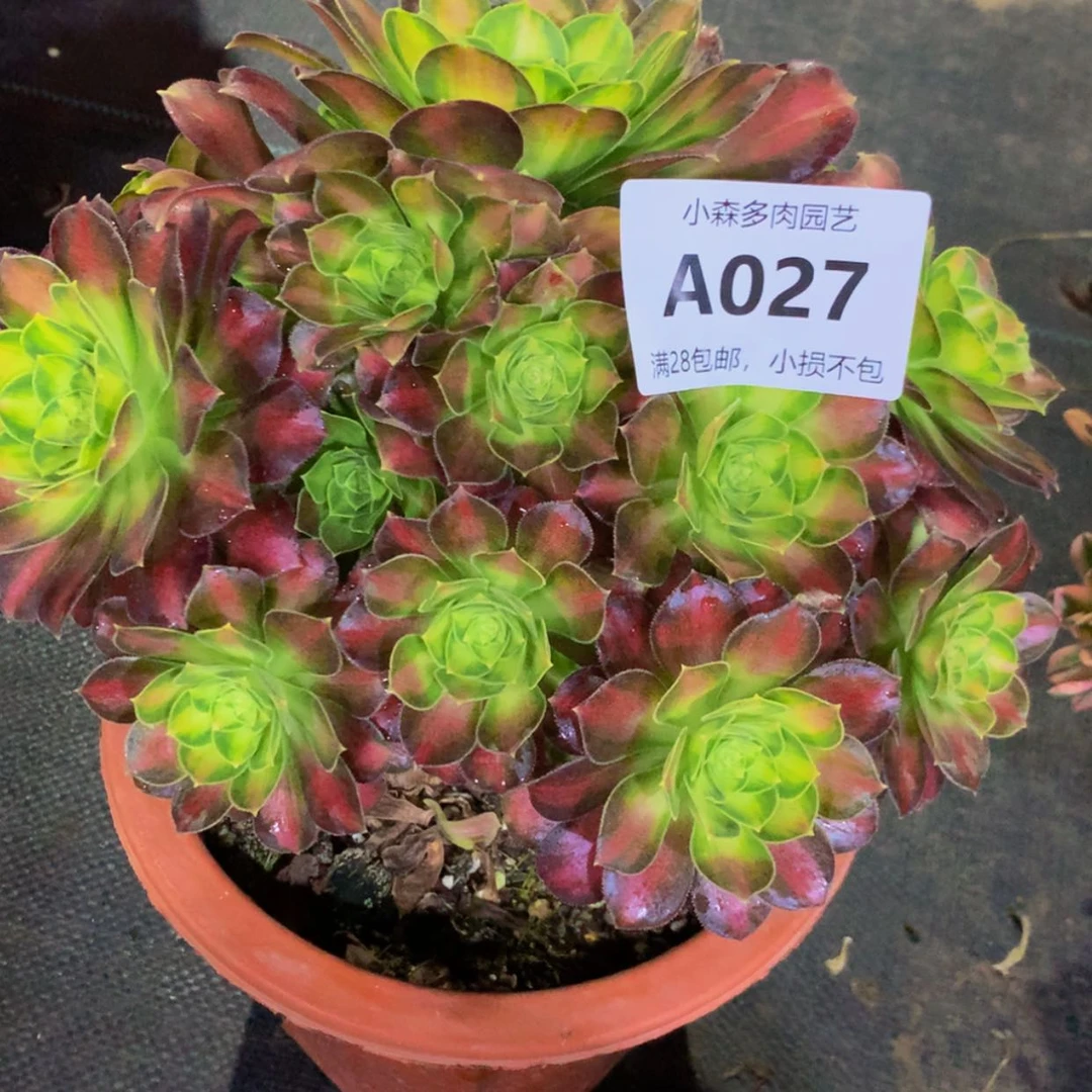 【闪购商品】相**缘27韶华多肉