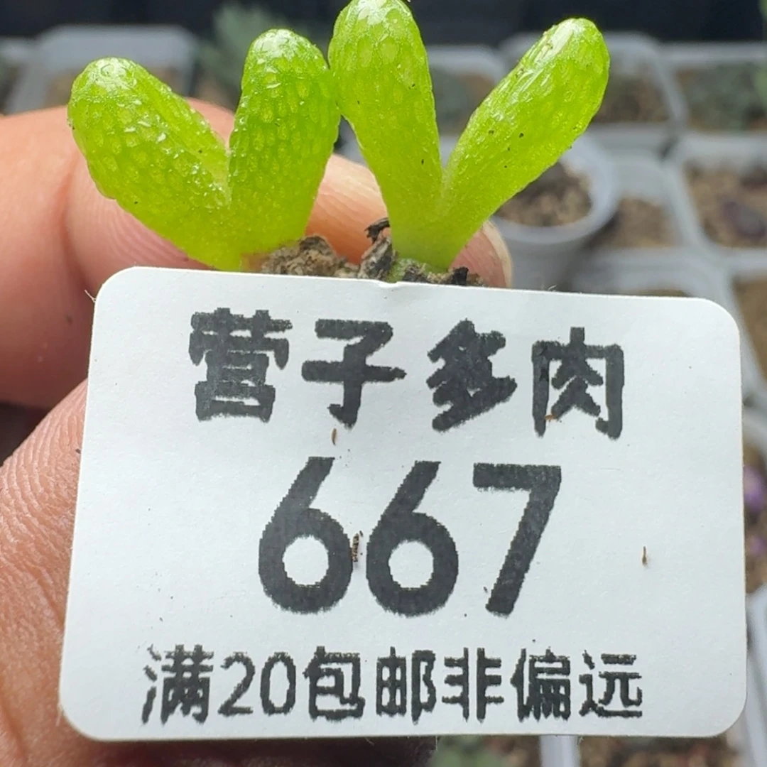 妖奇玉。  两颗。