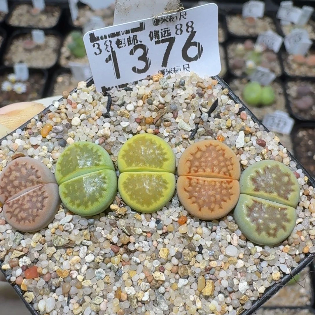Zzzz精品生石花1376