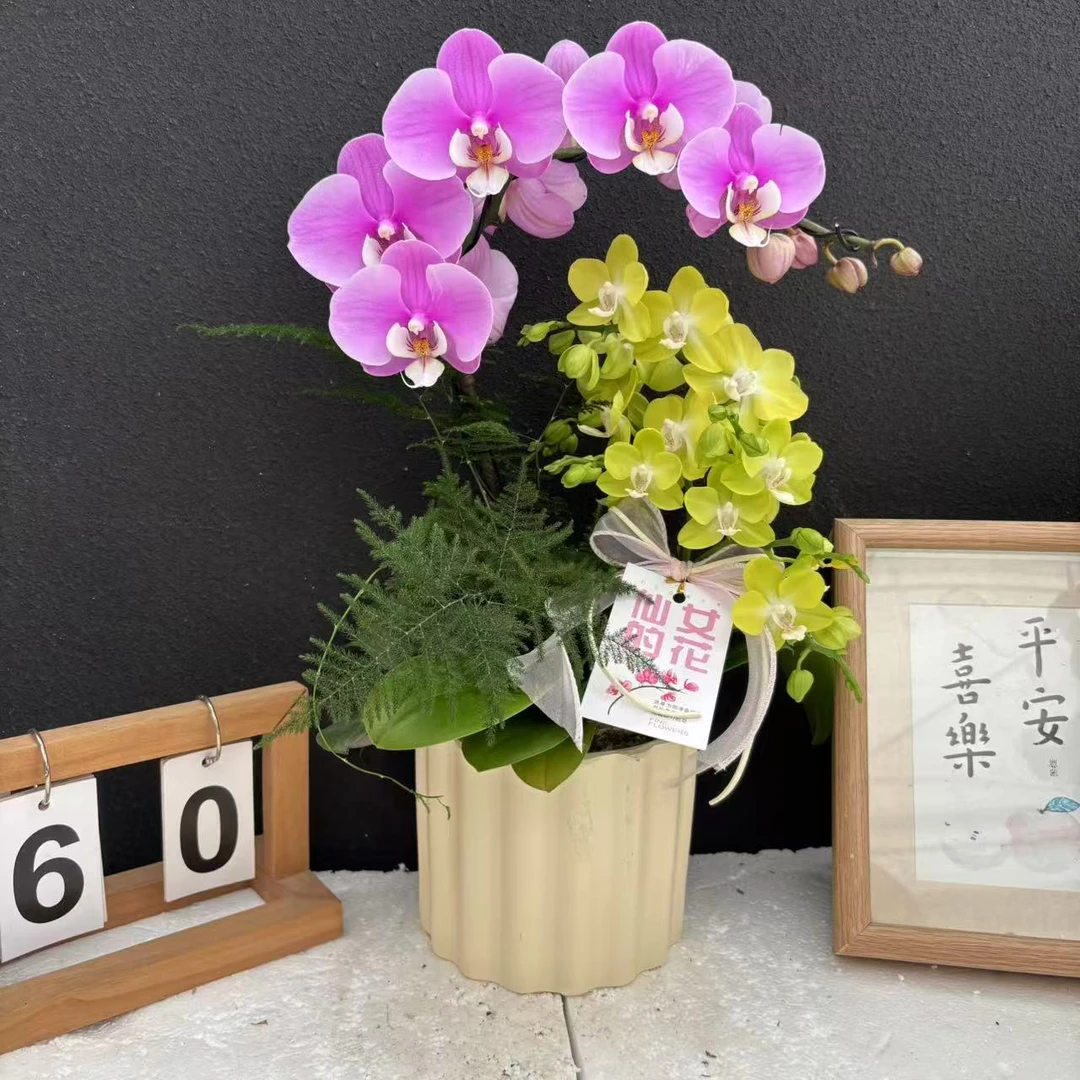 甄选（双拼艺术款)  蝴蝶兰花卉鲜花高端精美艺术组盆