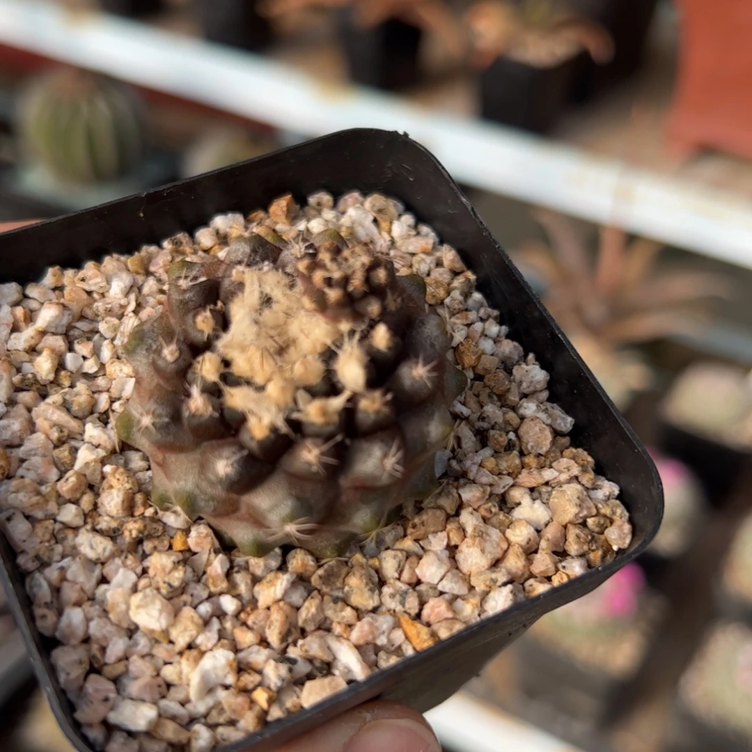 实生鱼鳞丸杂交 脱土发货