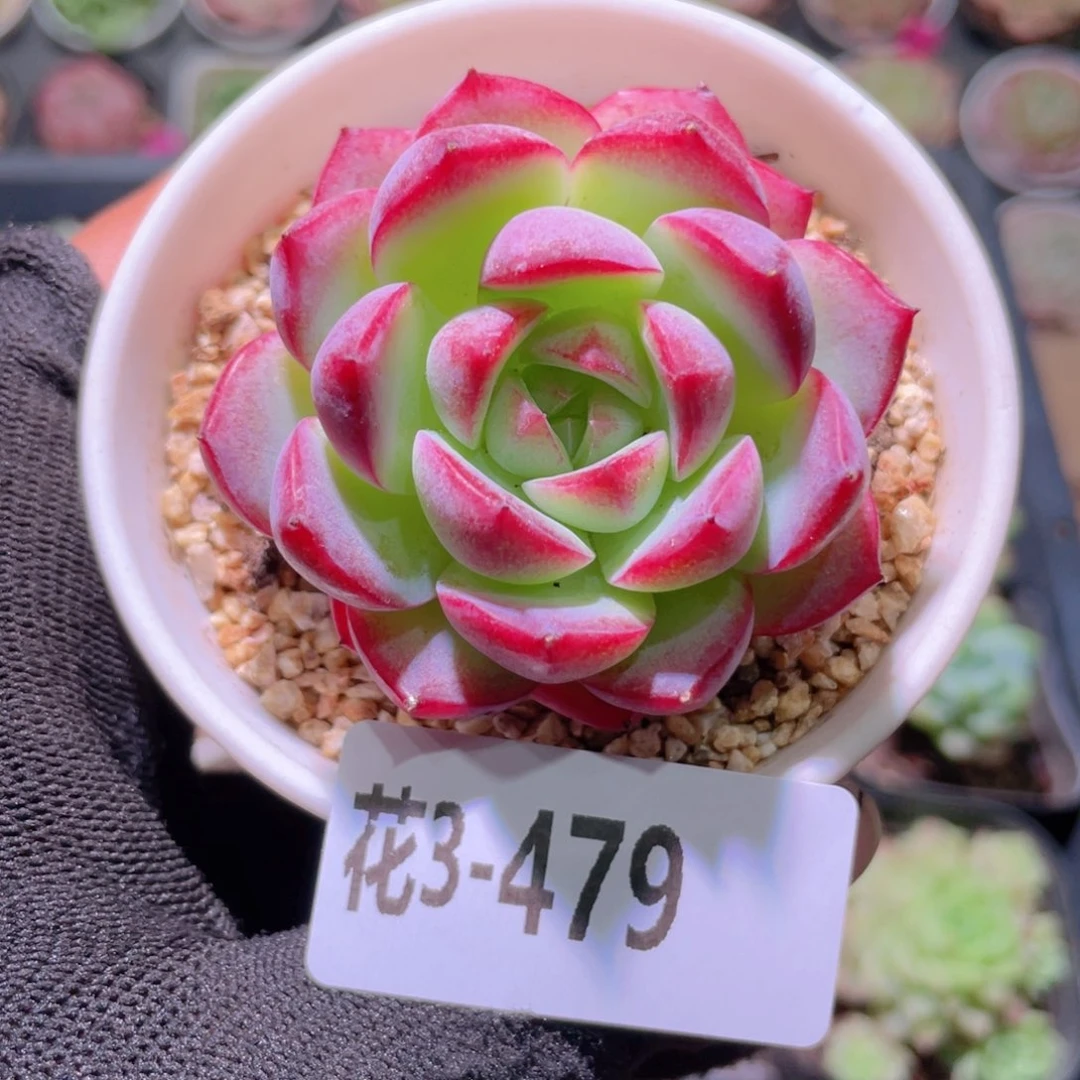 花利美3-479女王玫瑰