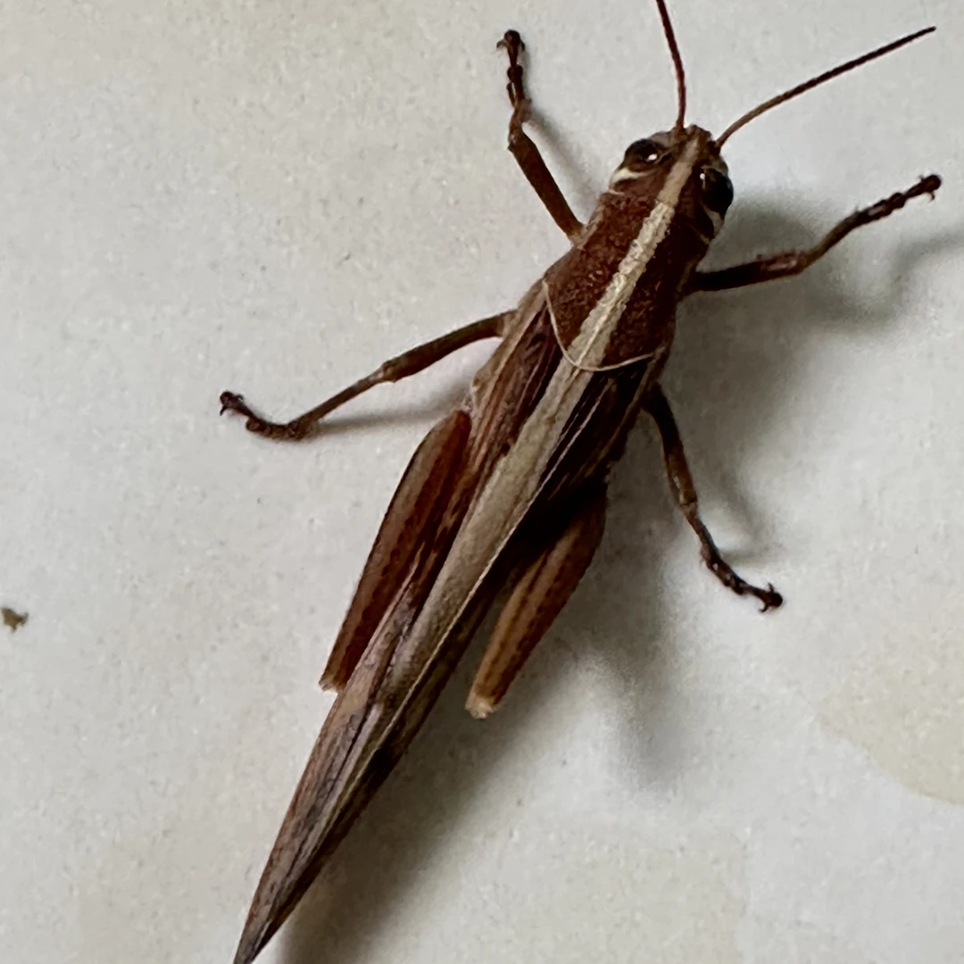 贵州野生大花面蜢画眉斗鸟开口提性专用高营养丁蜢新鲜现货